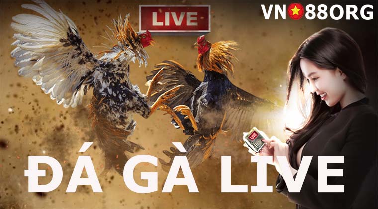 đá gà live Vn88 đá gà live Vn88